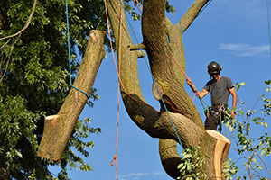 Smithville tree service employee removing a tree